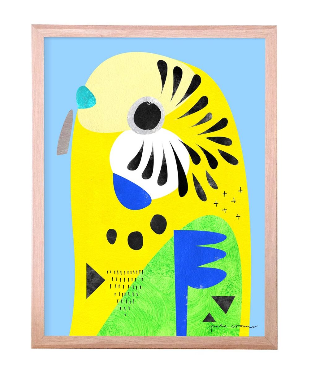 Budgerigar Print by Pete Cromer