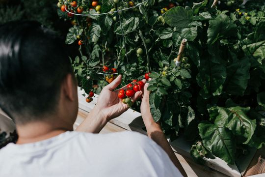 Raised Garden Beds and Herb Kits for Edible Landscaping