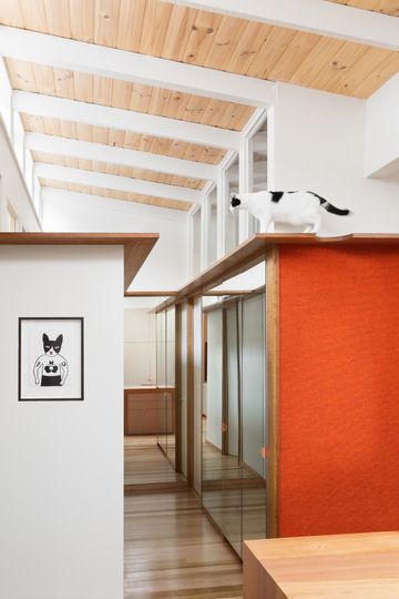 Crazy About Cats? We May Have Found Your Perfect Inner-City Abode...