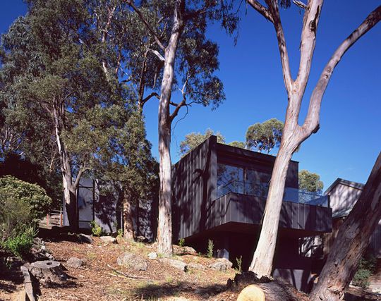 Treehouse is set on a site with a number of established eucalyptus trees overlooking the ocean in Lorne on Australia's Great Ocean Road